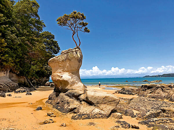 Ein Baum auf einem Felsen am Meer in Neuseeland