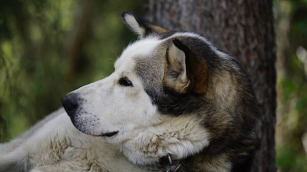 Ein Schlittenhund in Alaska im Sommer