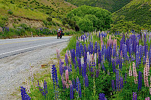 Lupinen am Straßenrand in Neuseeland