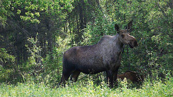 Ein Elch in Alaska